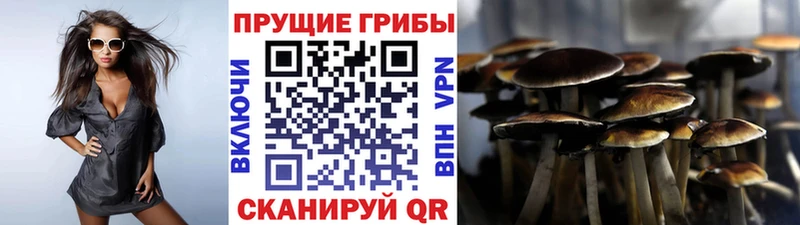 Псилоцибиновые грибы GOLDEN TEACHER  закладки  Ивангород 